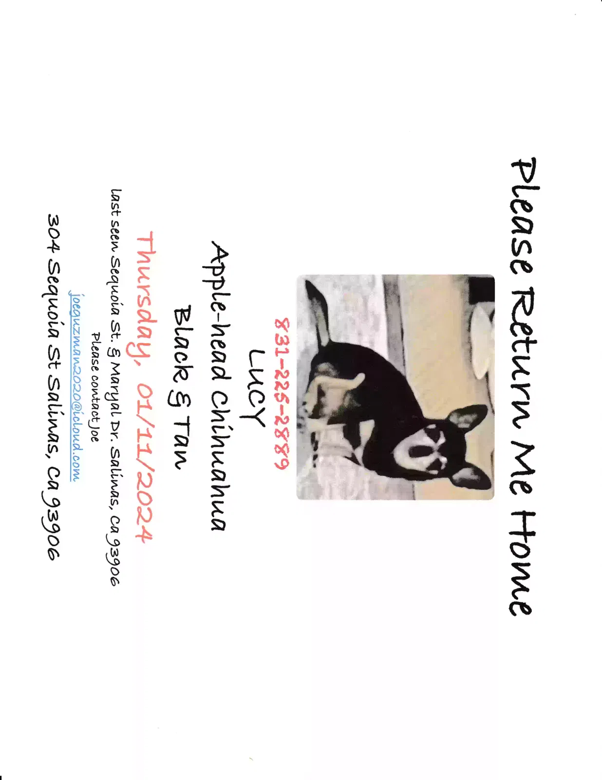 Lost dog in Salinas, CA, 93906