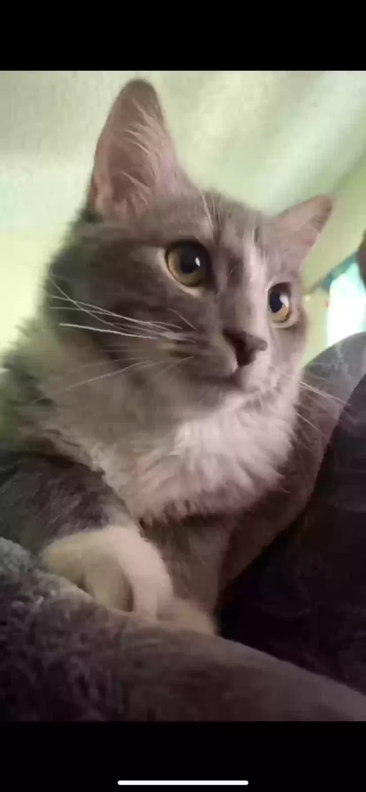Lost cat in South Gate, CA, 90280