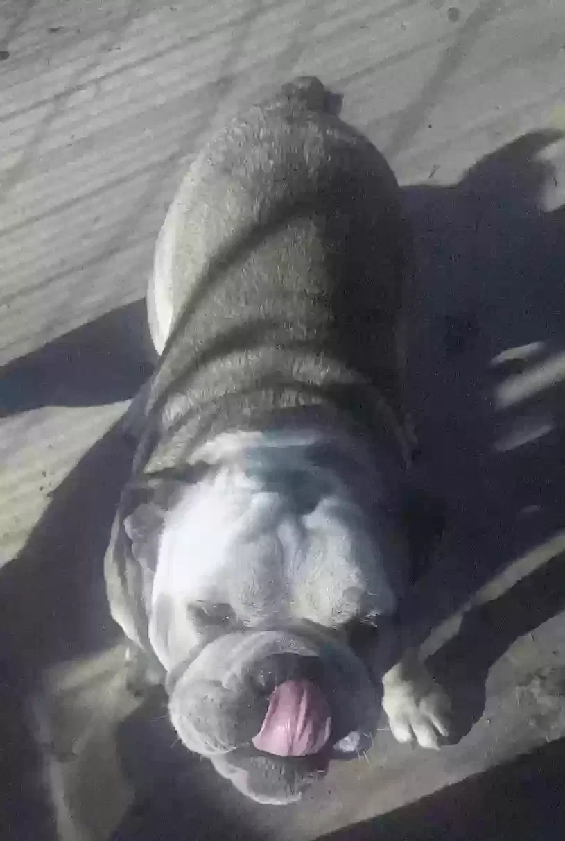 Lost dog in San Antonio, TX, 78242