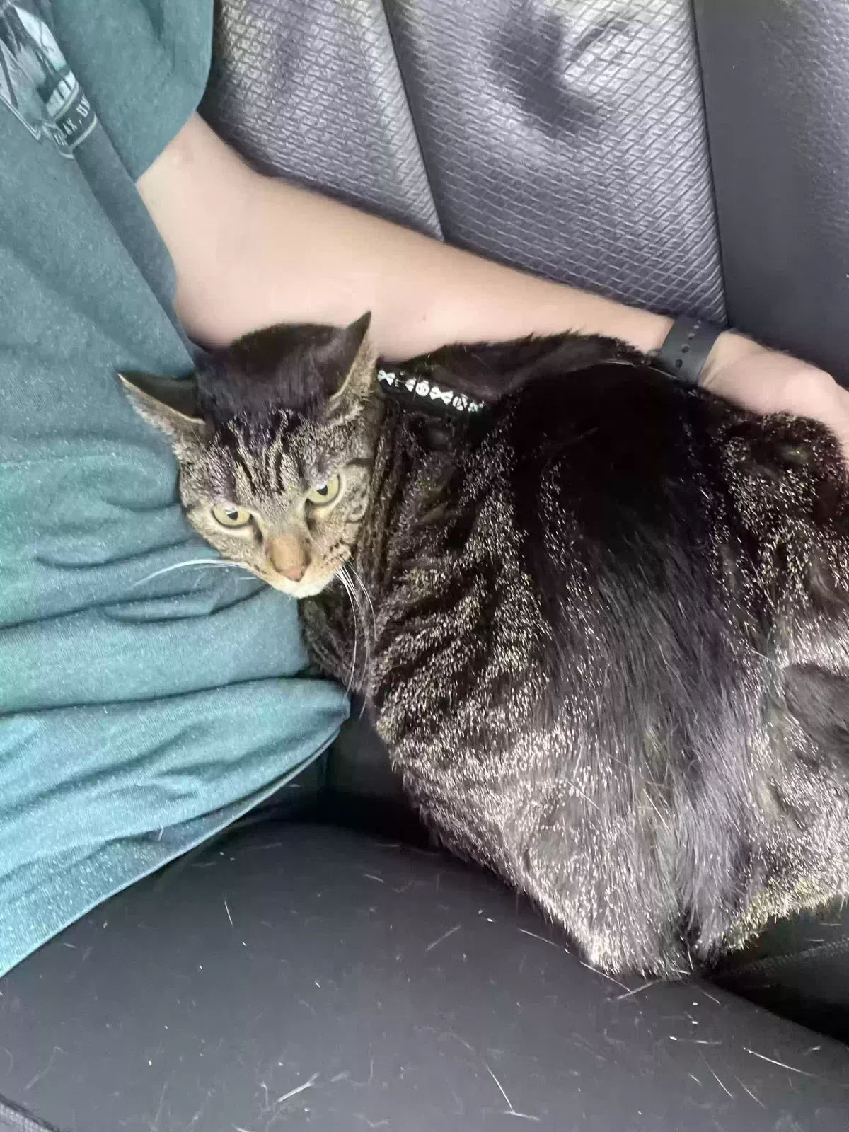 Lost cat in Dallas, TX, 75287