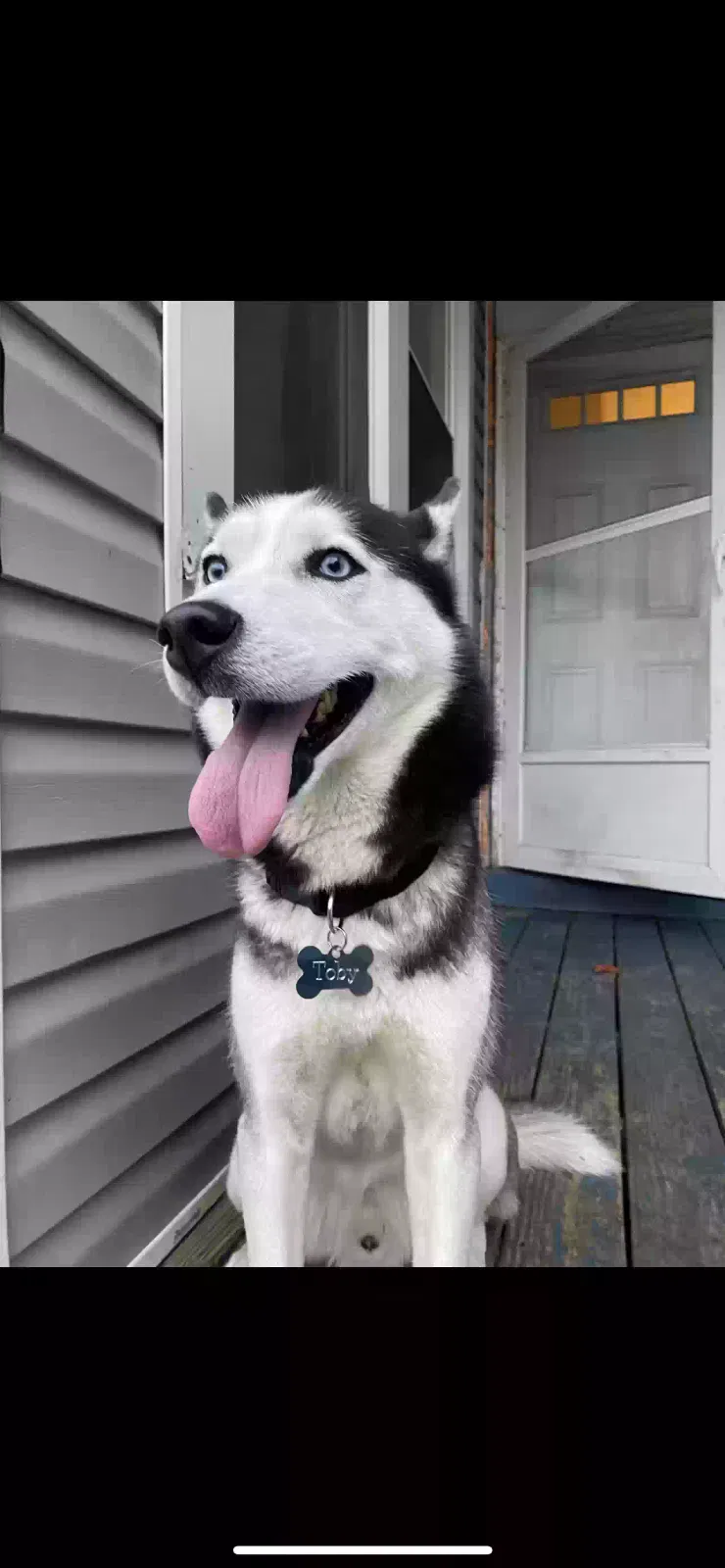Lost dog in Chicago, IL, 60651