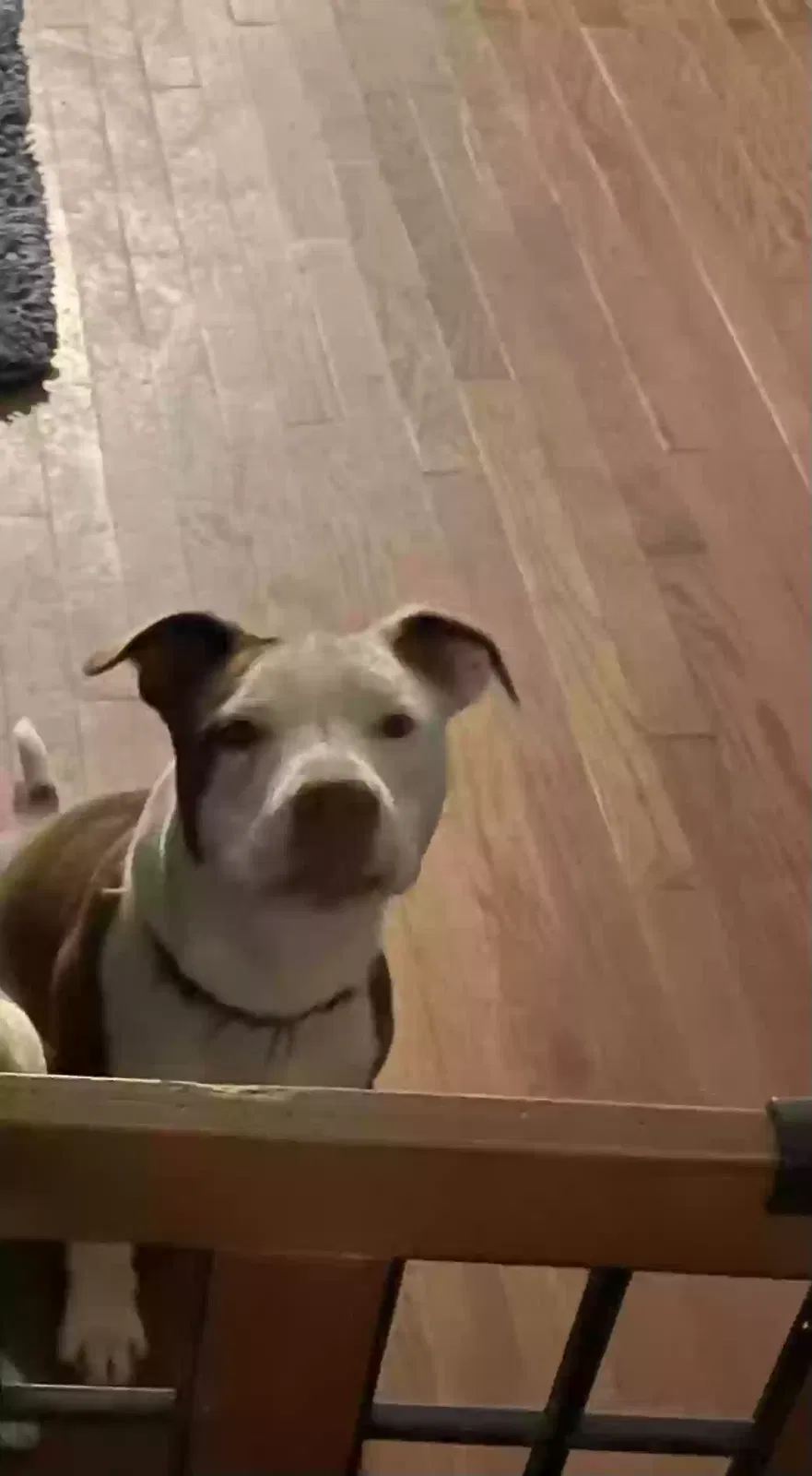 Lost dog in Baltimore, MD, 21223
