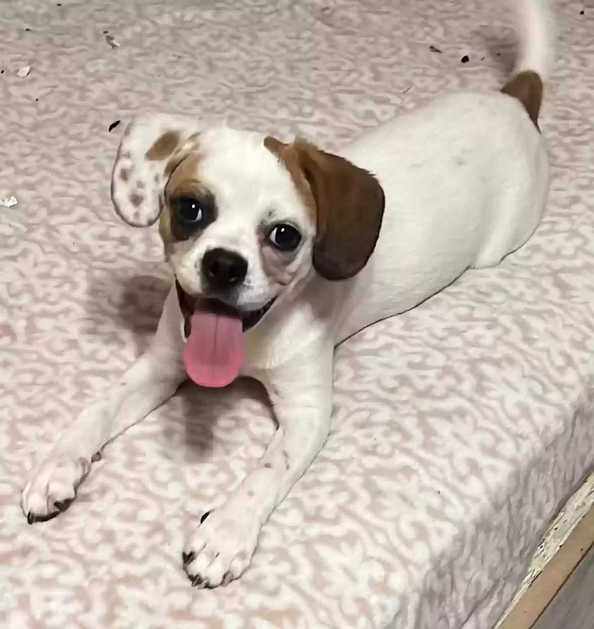 Lost dog in San Antonio, TX, 78223