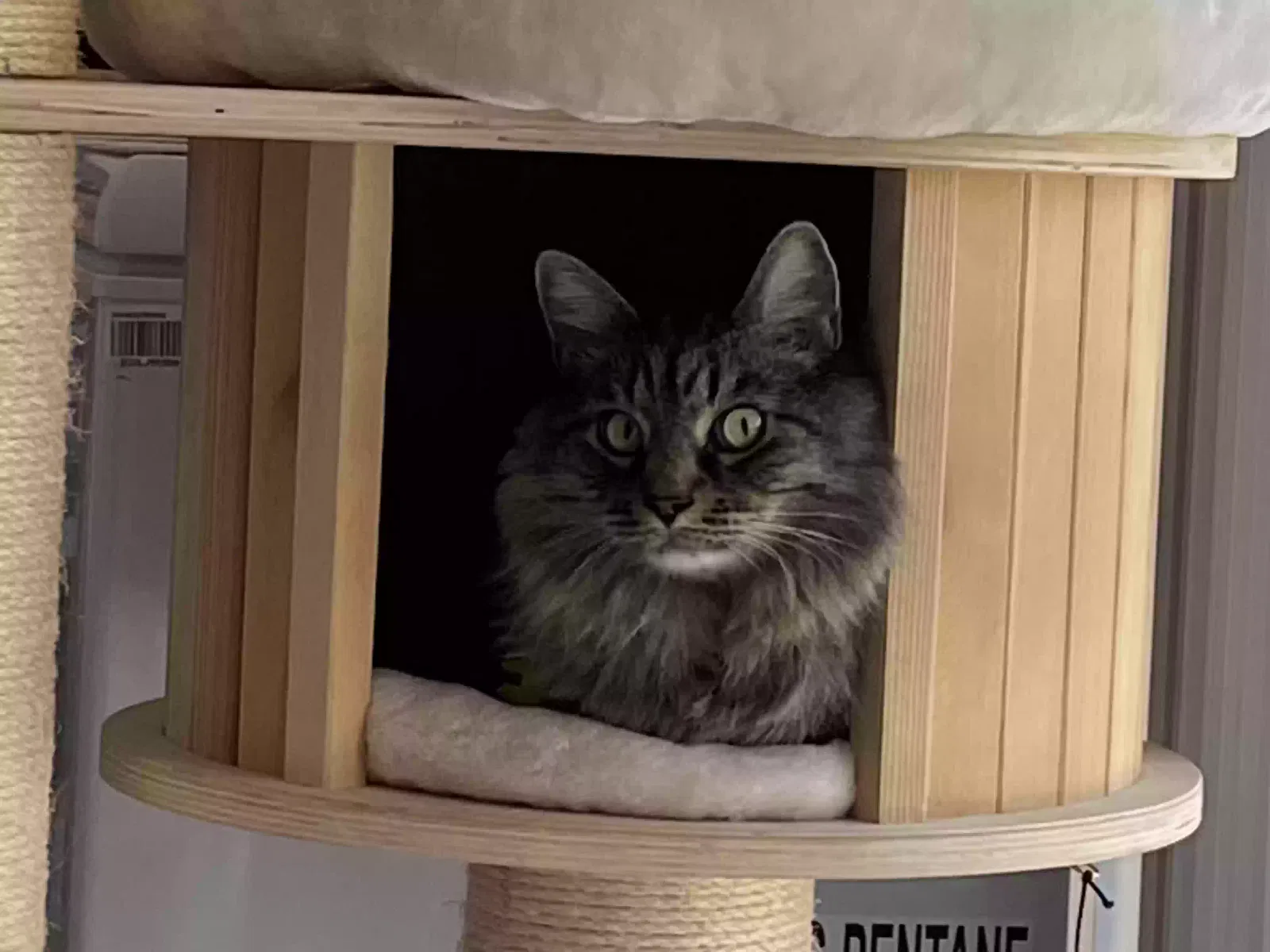 Lost cat in North Fort Myers, FL, 33917