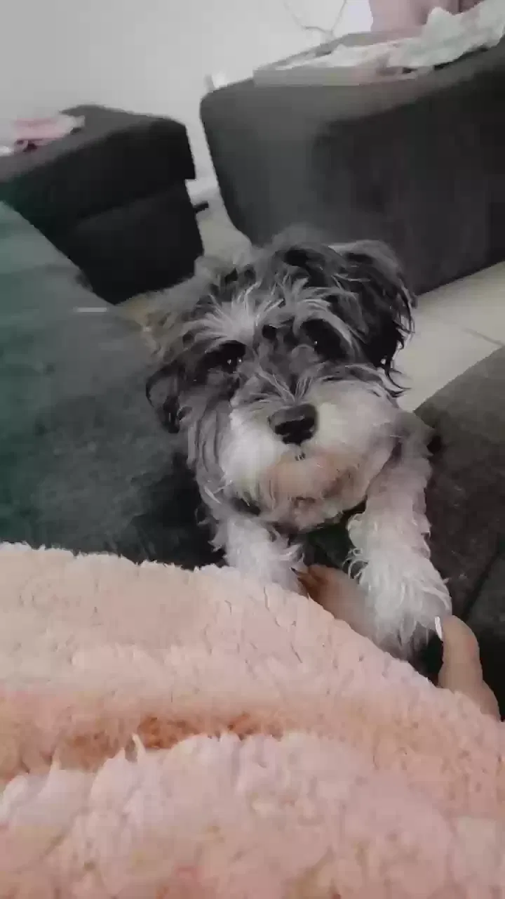 Lost dog in Baytown, TX, 77521