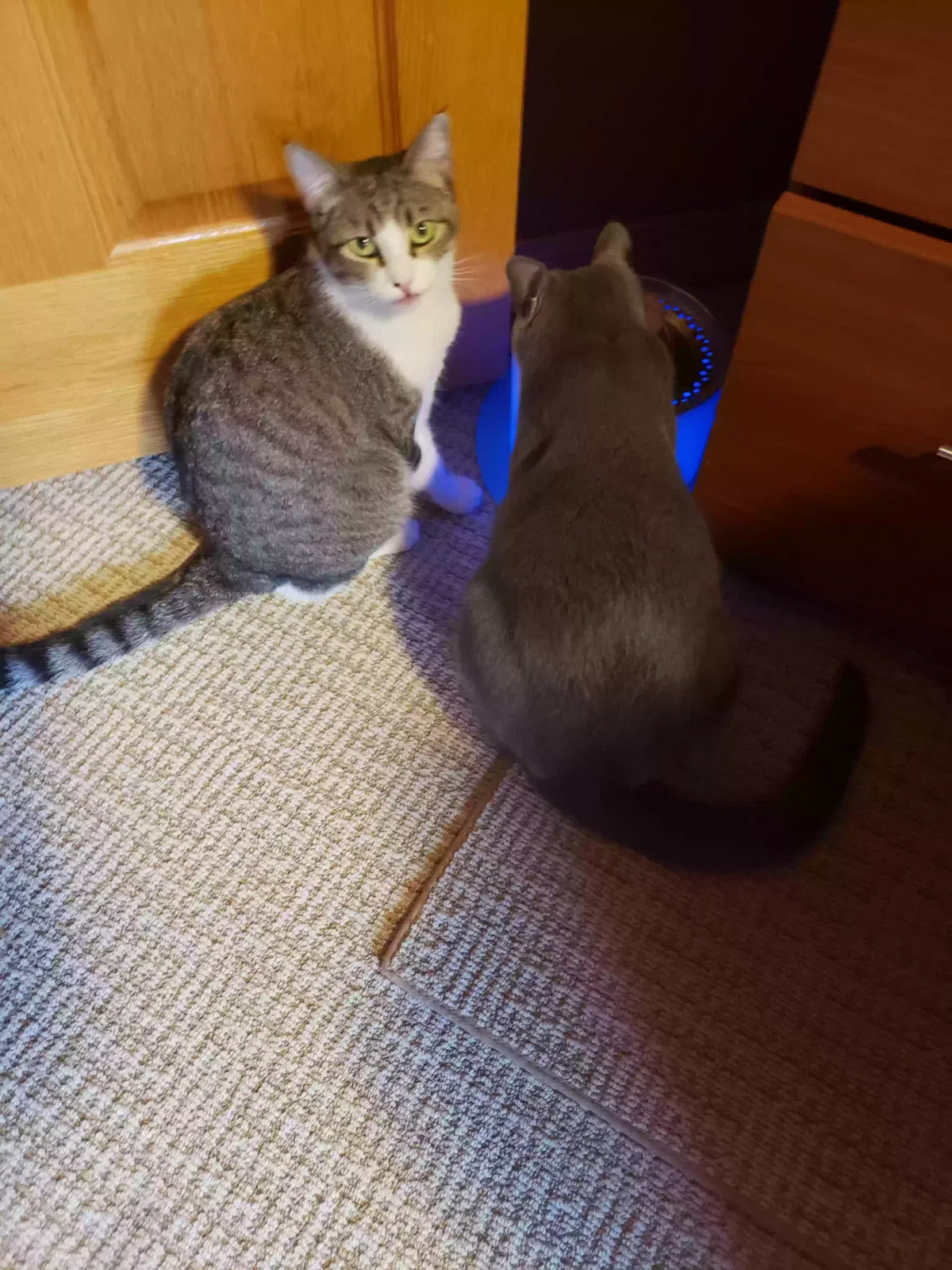 Lost cat in Santa Rosa, CA, 95403