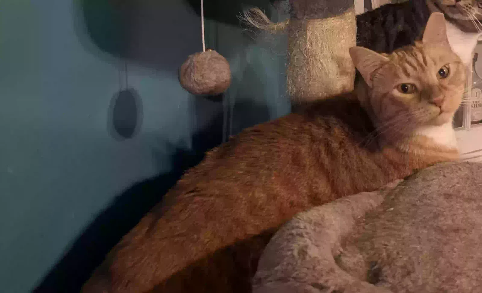 Lost cat in Saint Petersburg, FL, 33713