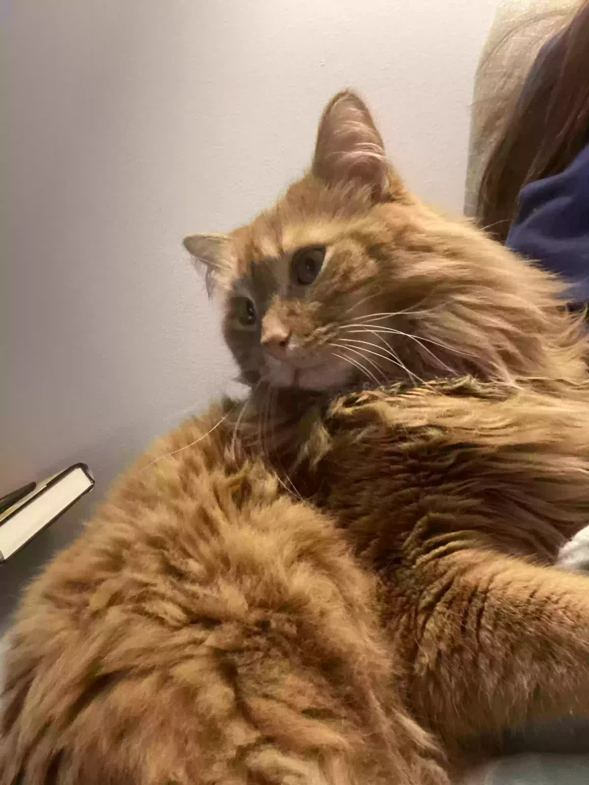 Lost cat in Indianapolis, IN, 46234