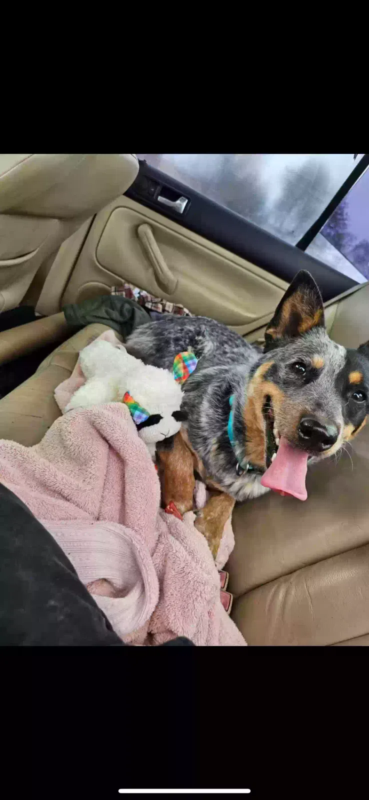 Lost dog in San Antonio, TX, 78233