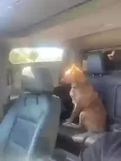Lost dog in Moreno Valley, CA, 92551