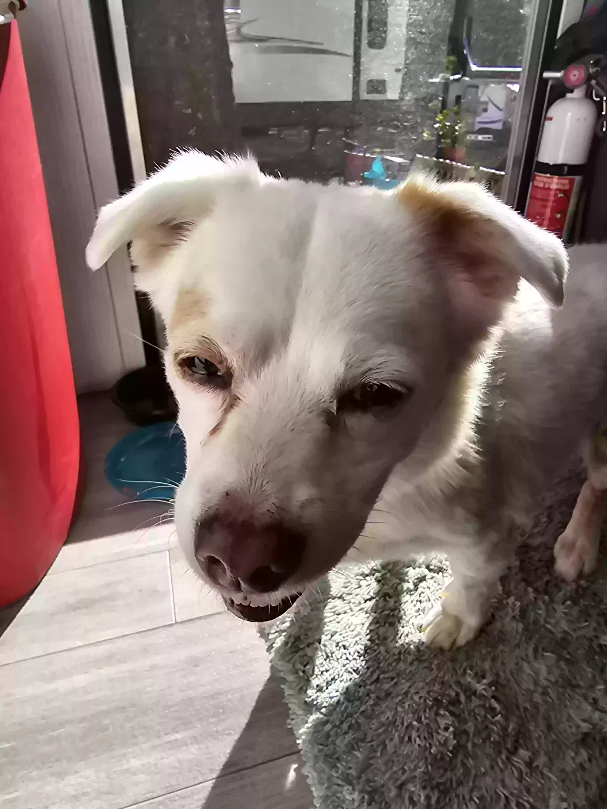Found dog in Foley, AL, 36535