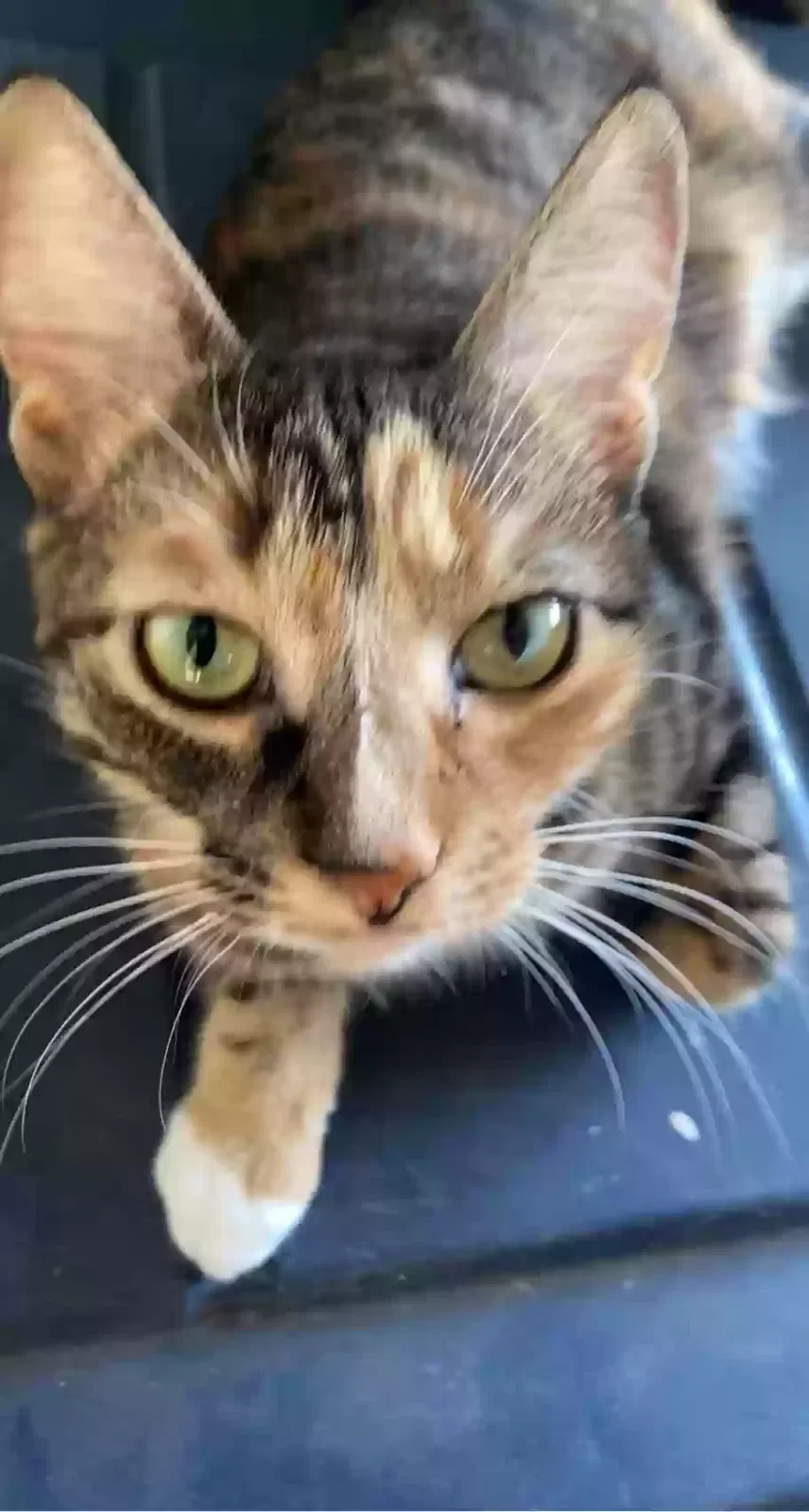 Lost cat in Swansboro, NC, 28584