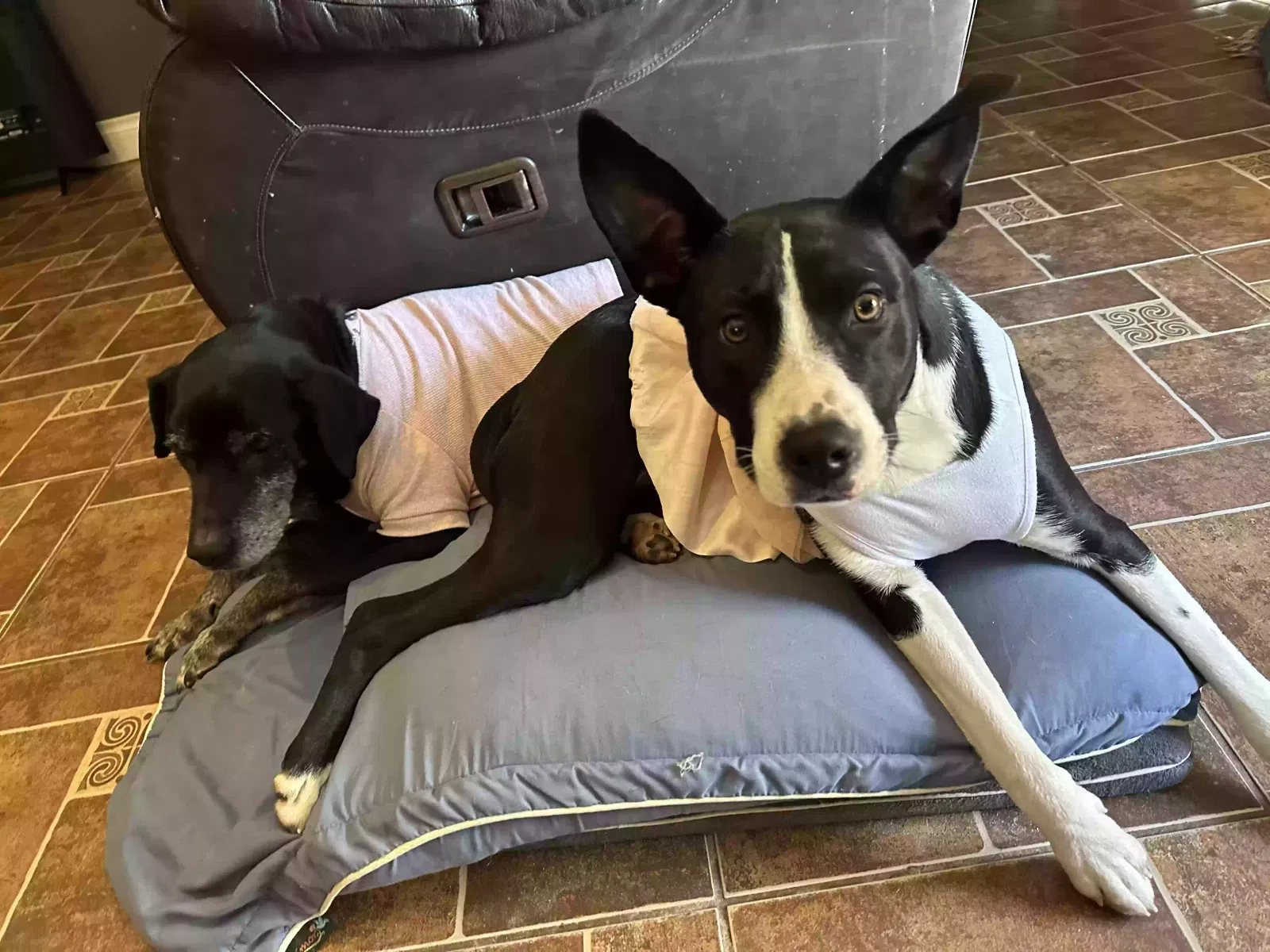 Lost dog in Conroe, TX, 77306