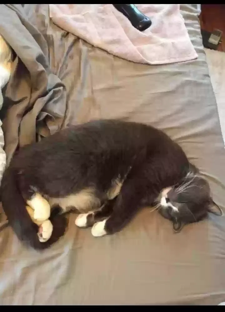 Lost cat in Dearborn, MI, 48124