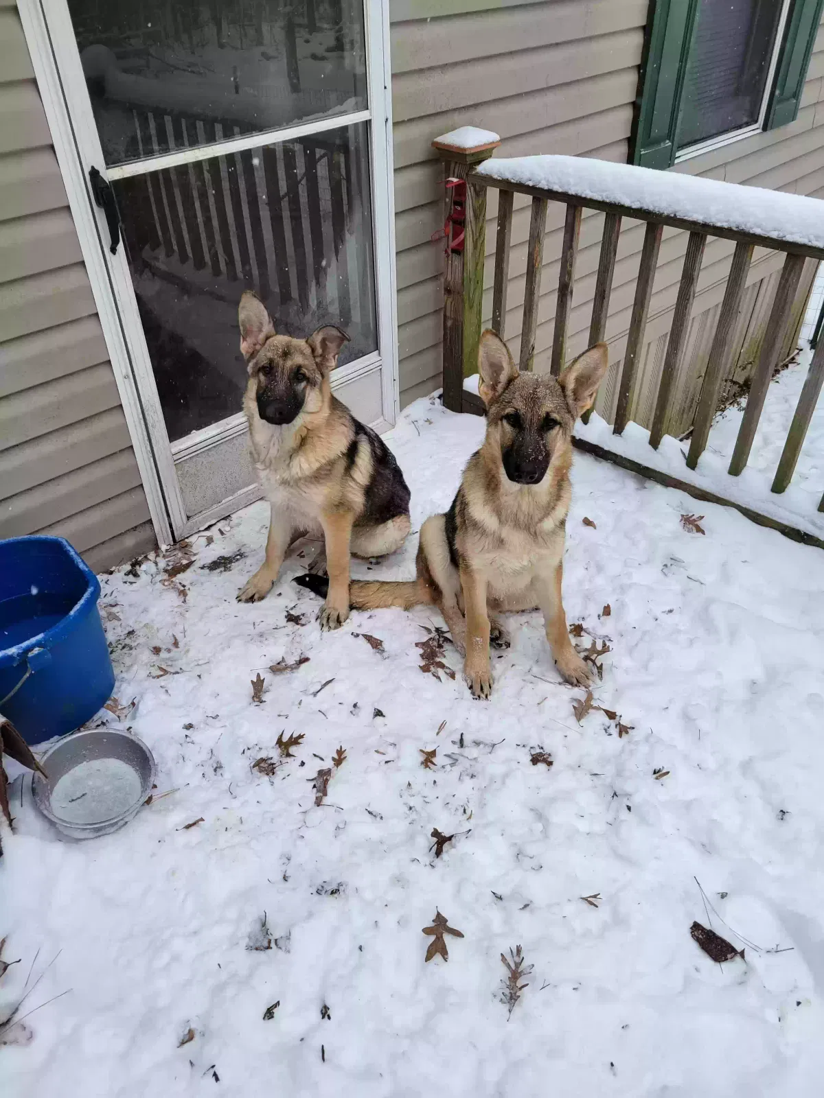 Found Dog