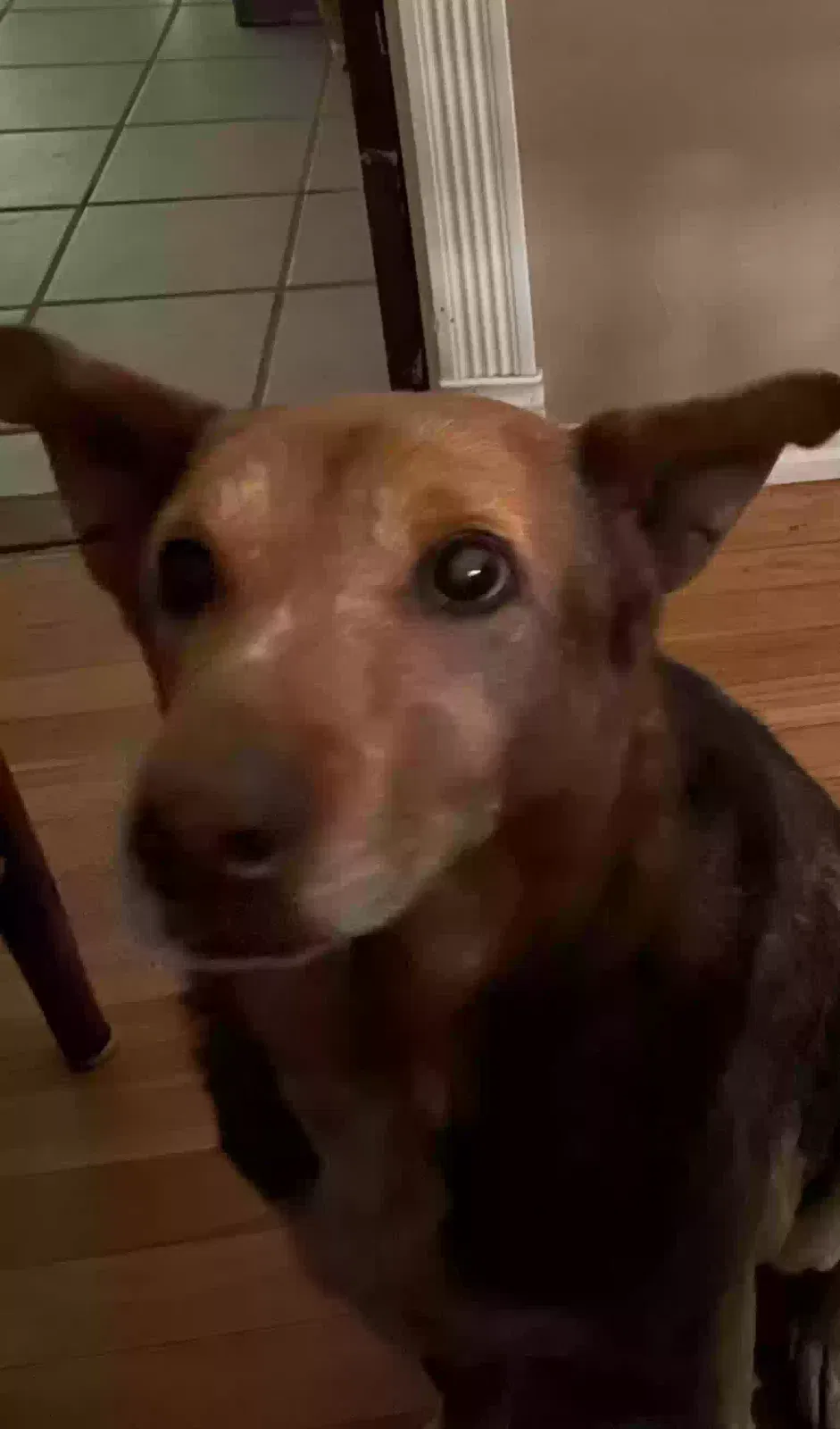 Lost dog in San Antonio, TX, 78228