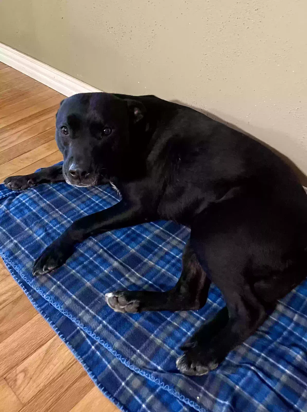 Found dog in San Antonio, TX, 78228