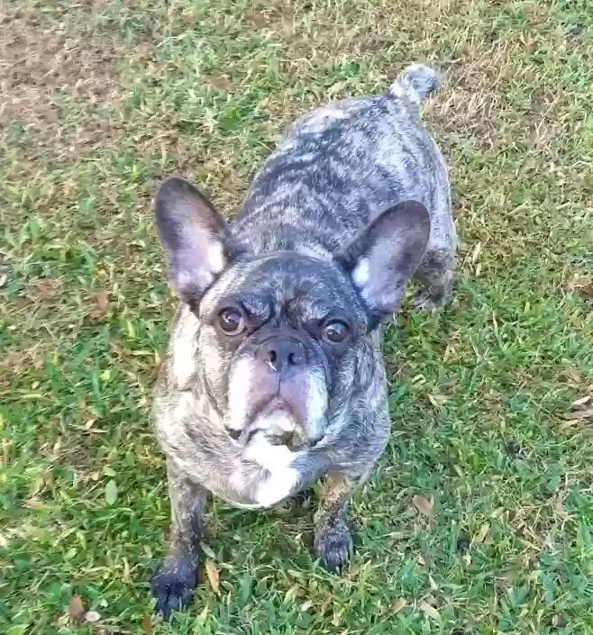 Lost dog in Dade City, FL, 33525