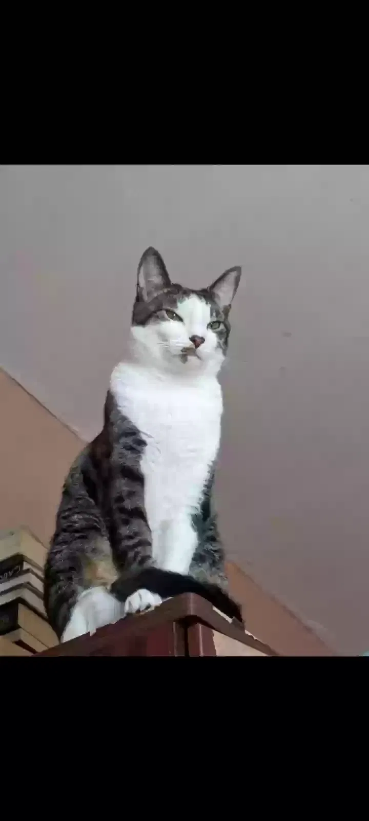 Lost cat in Baltimore, MD, 21223