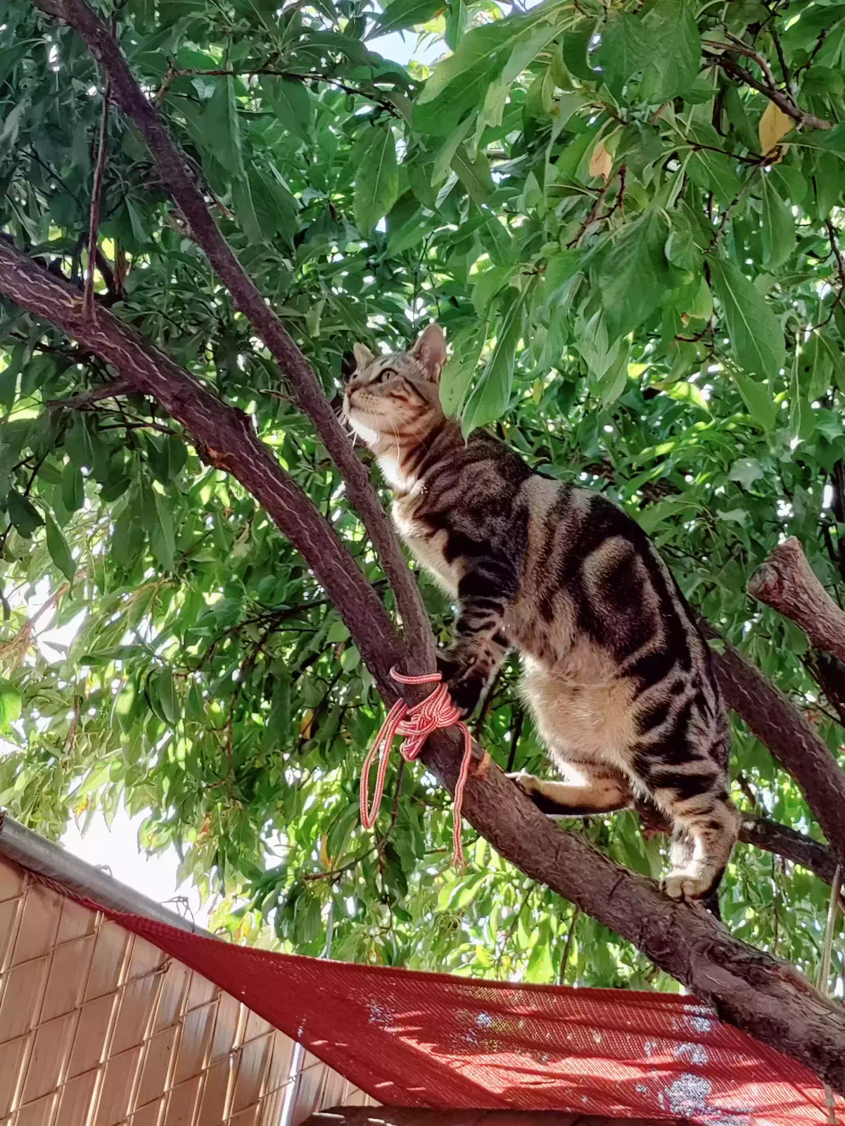 Lost cat in Fresno, CA, 93706