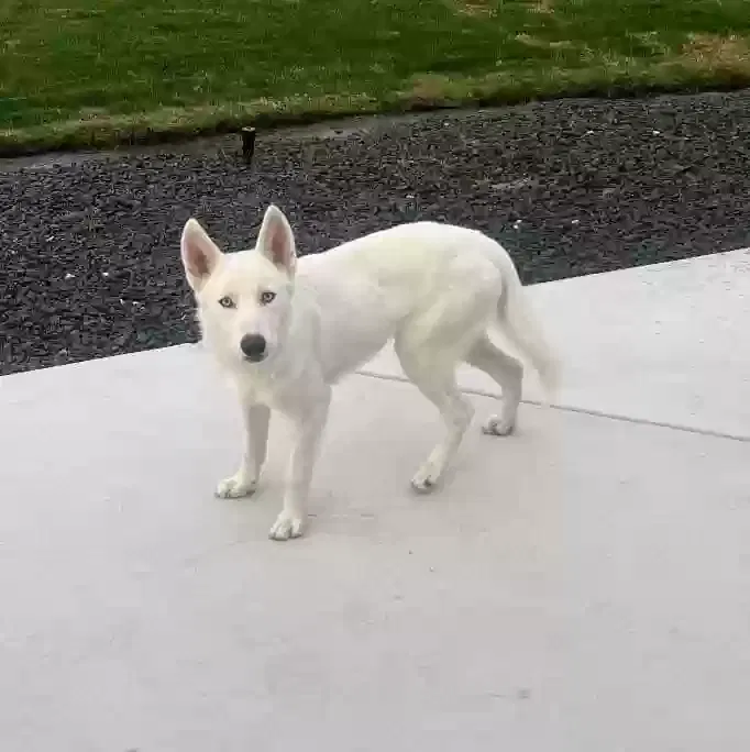 Lost dog in Madera, CA, 93637
