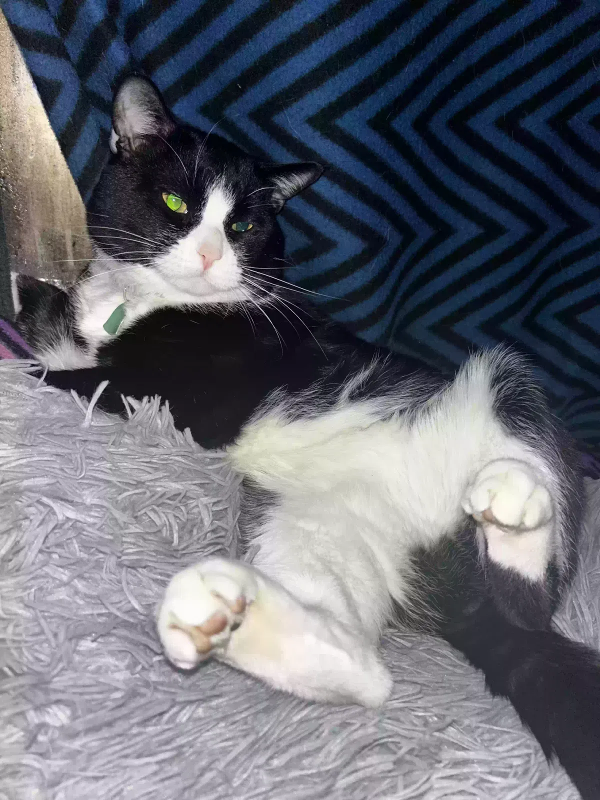 Lost cat in Lakeville, MN, 55044