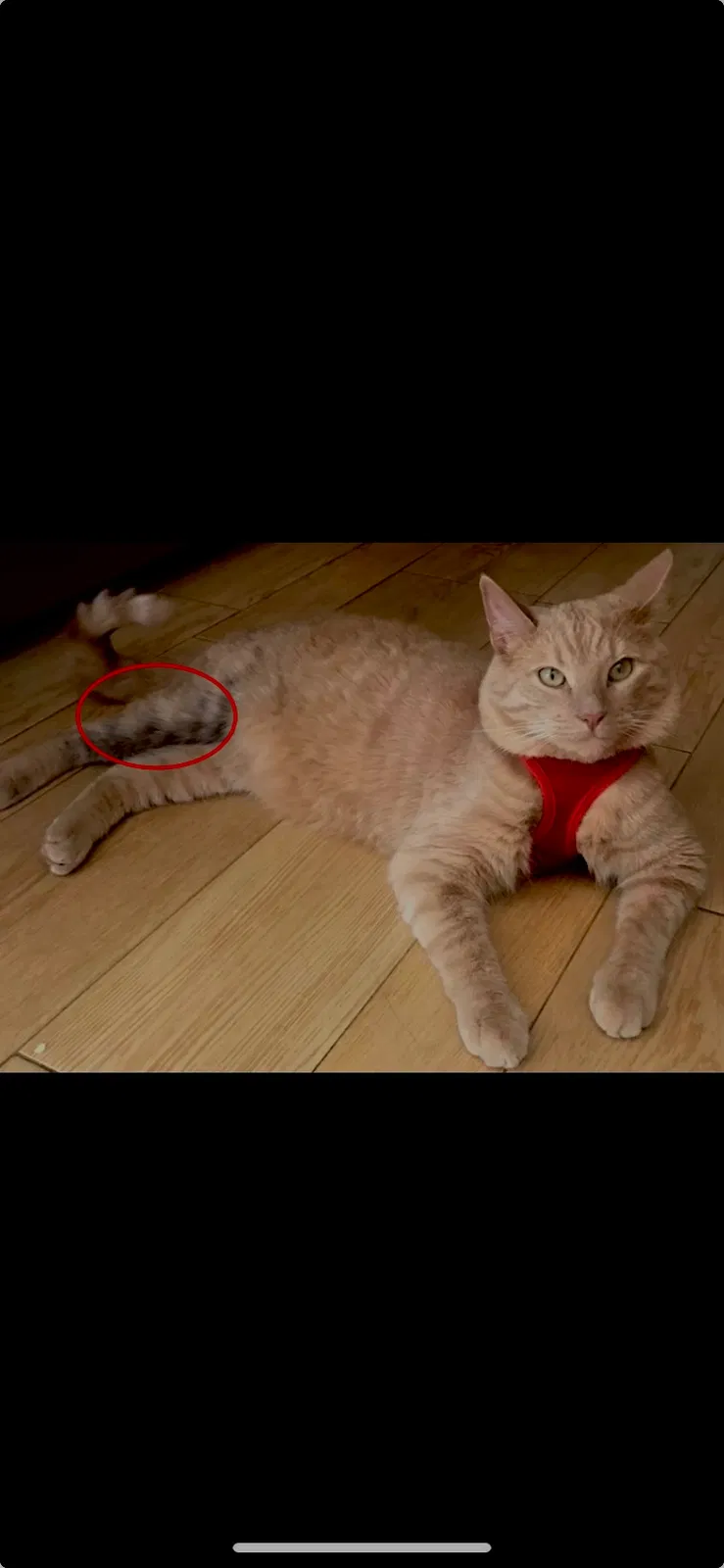 Lost cat in Temecula, CA, 92592