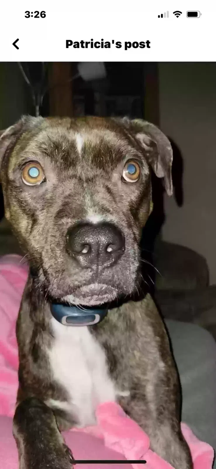 Lost dog in French Village, MO, 63036