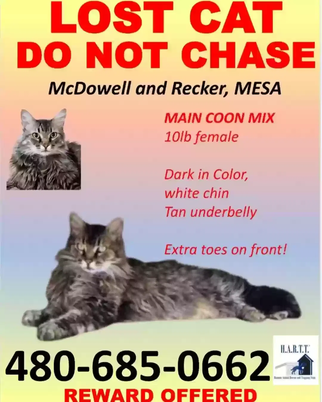 Lost cat in Mesa, AZ, 85215