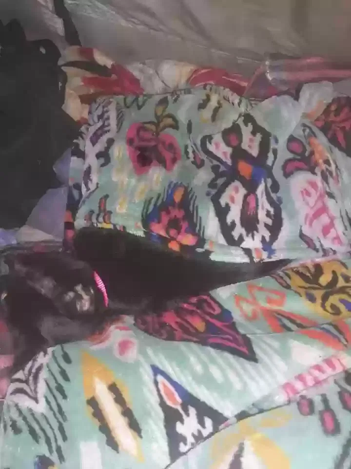 Lost cat in Saint Paul, MN, 55119