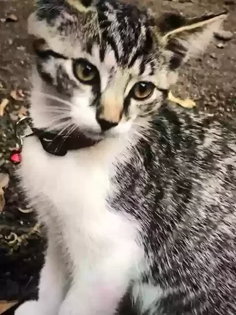 Lost cat in Newark, CA, 94560