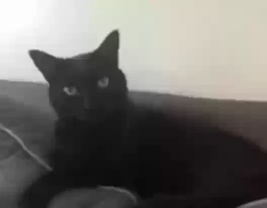 Lost cat in Draper, UT, 84020