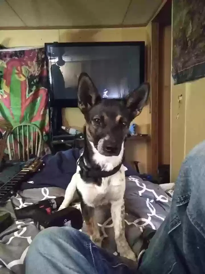 Lost dog in Mabelvale, AR, 72103