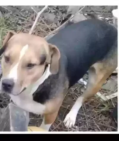 Lost dog in Clovis, CA, 93619