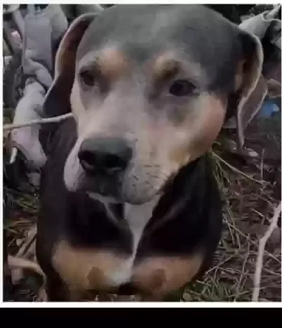 Lost dog in Clovis, CA, 93619