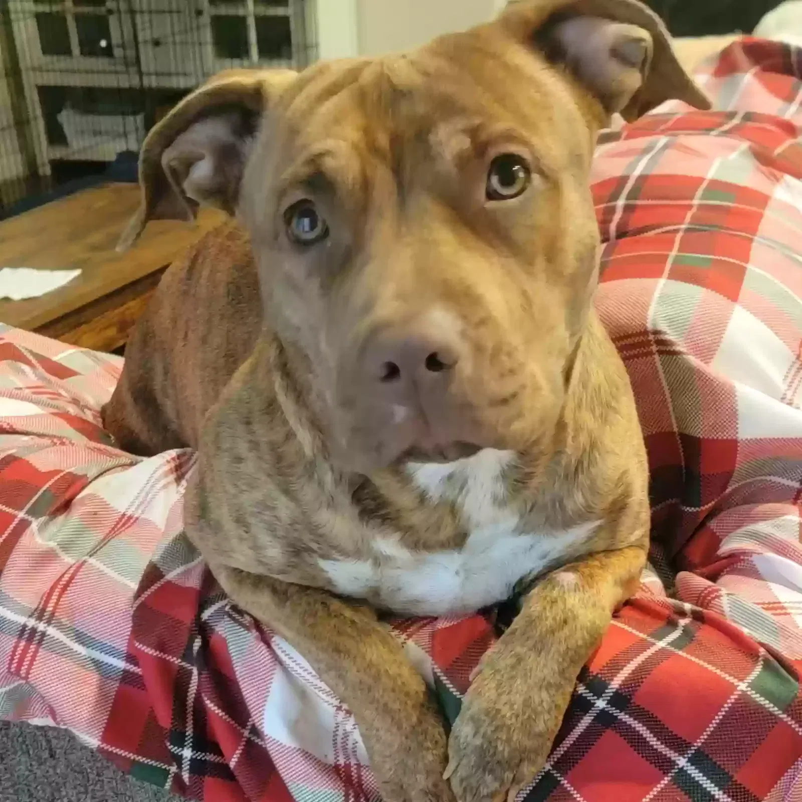 Found dog in Grayson, GA, 30017