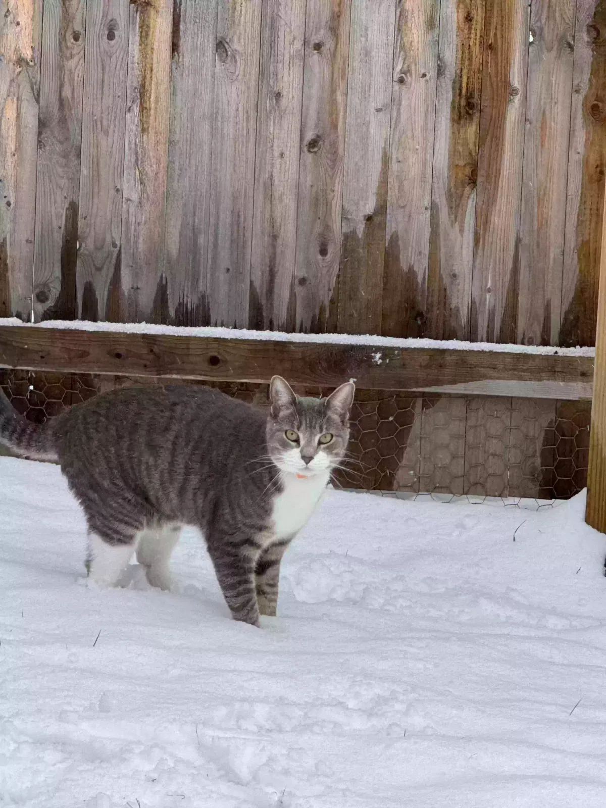 Lost cat in Seymour, CT, 6483
