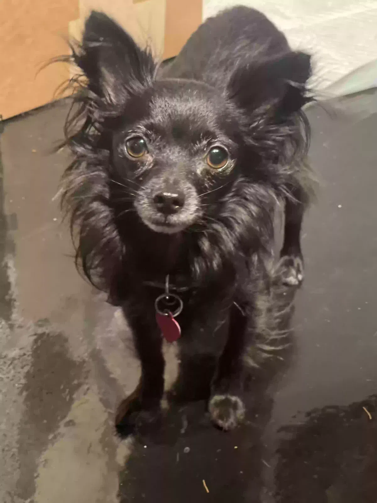Lost dog in Fort Worth, TX, 76111