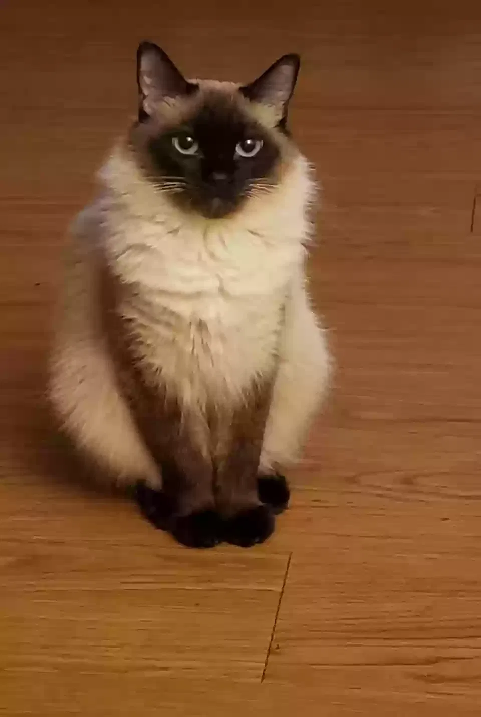 Lost cat in Tampa, FL, 33611