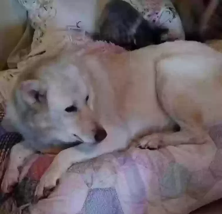 Lost dog in Rockwall, TX, 75032