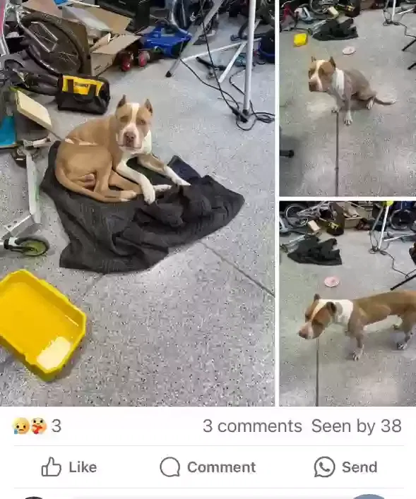 Found dog in Highland, CA, 92346