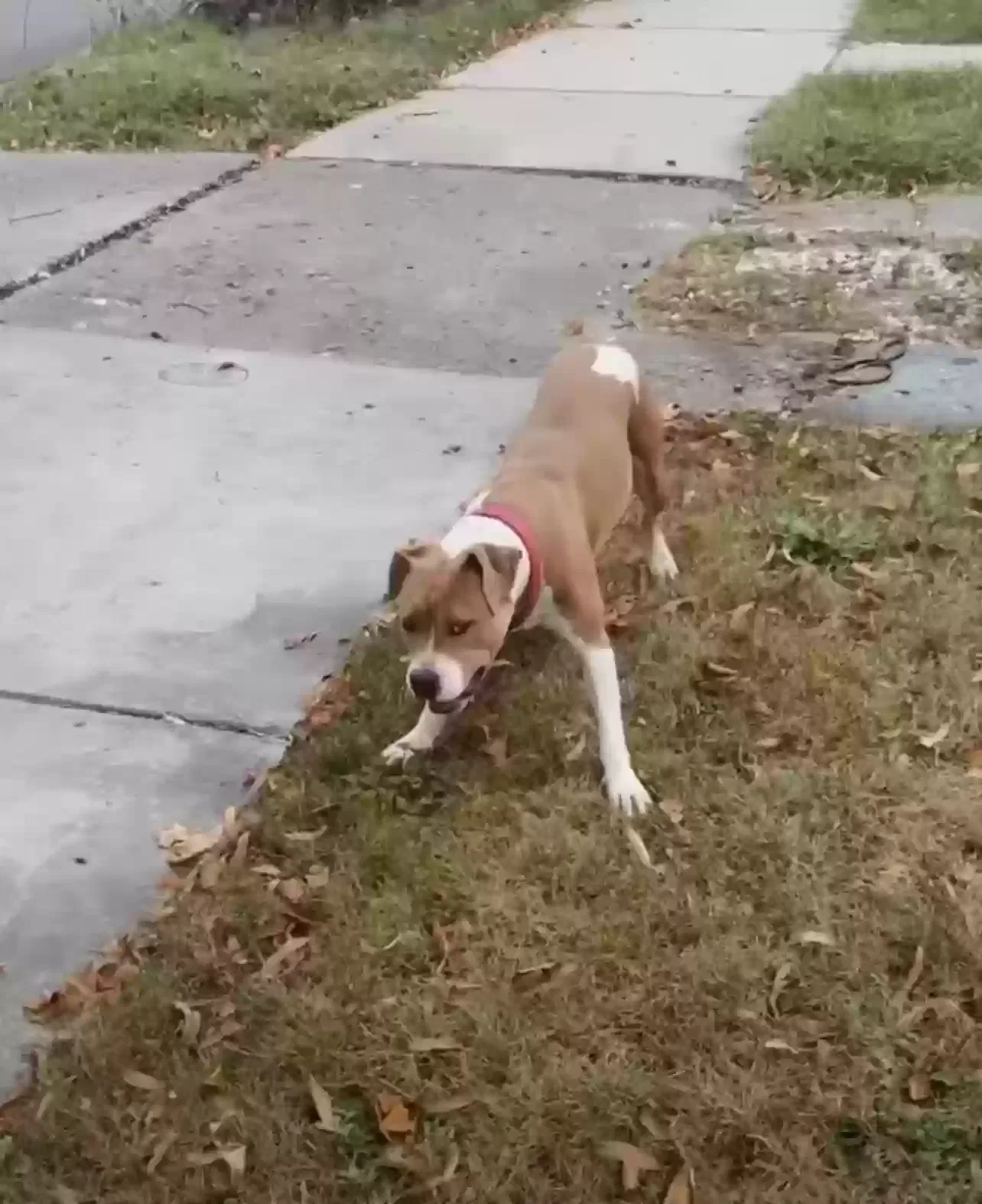 Lost dog in Detroit, MI, 48219