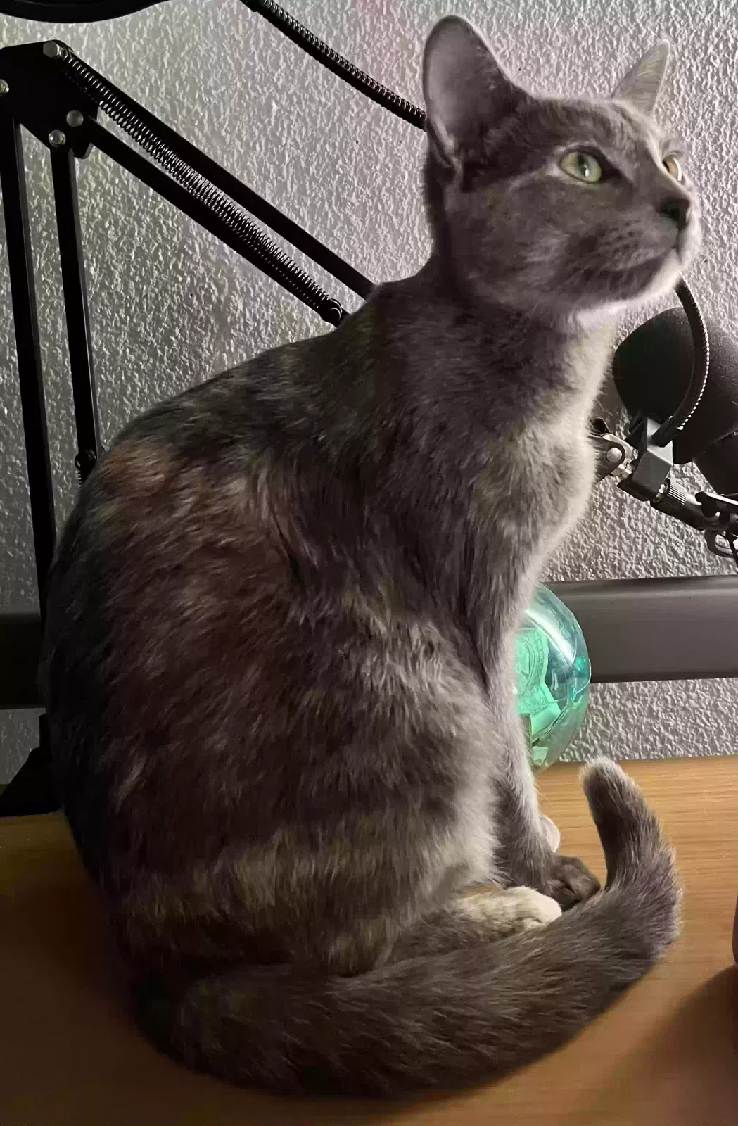 Lost cat in Anaheim, CA, 92806