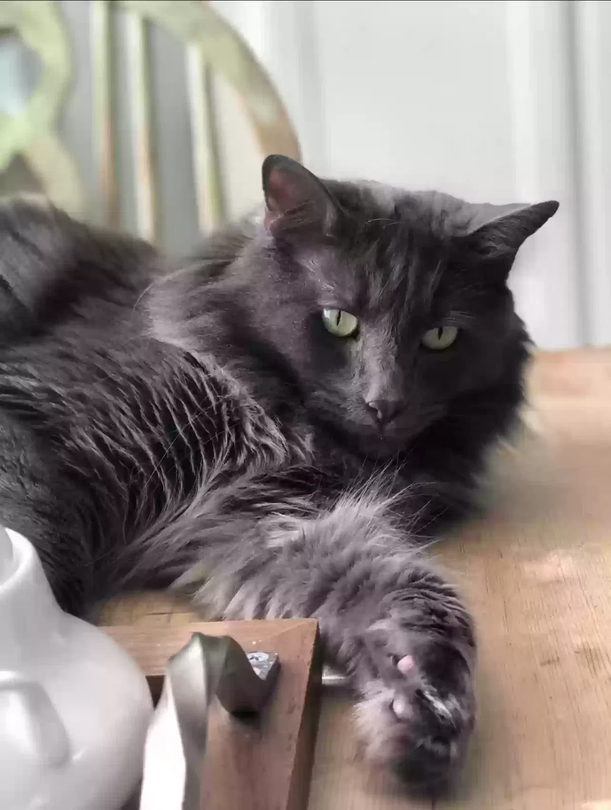 Lost cat in Temecula, CA, 92592