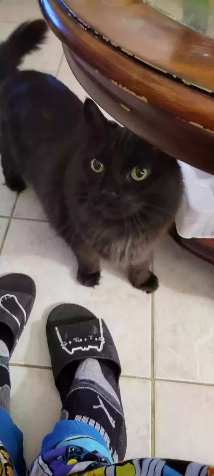 Lost cat in Manassas, VA, 20109