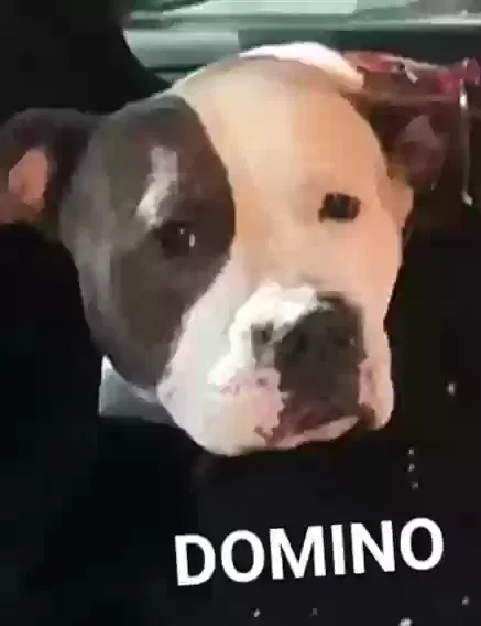 Lost dog in Dallas, TX, 75228
