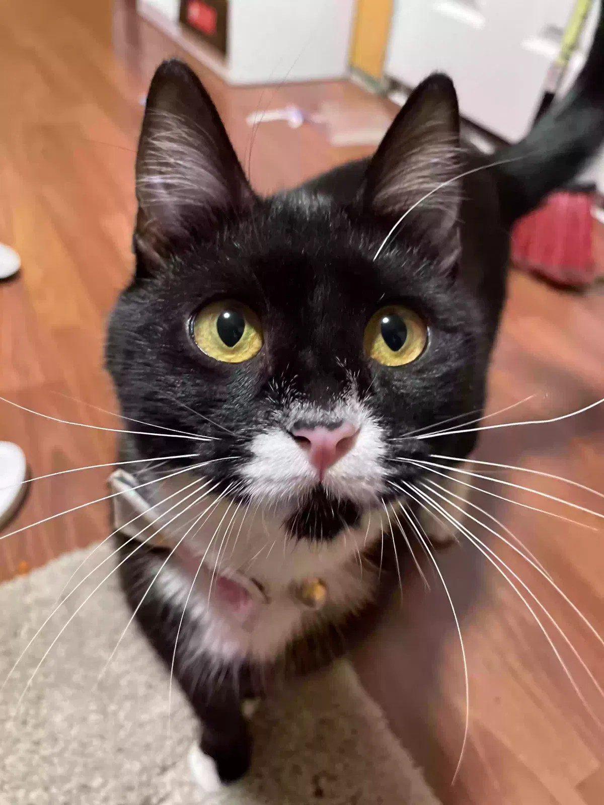 Lost cat in Federal Way, WA, 98003