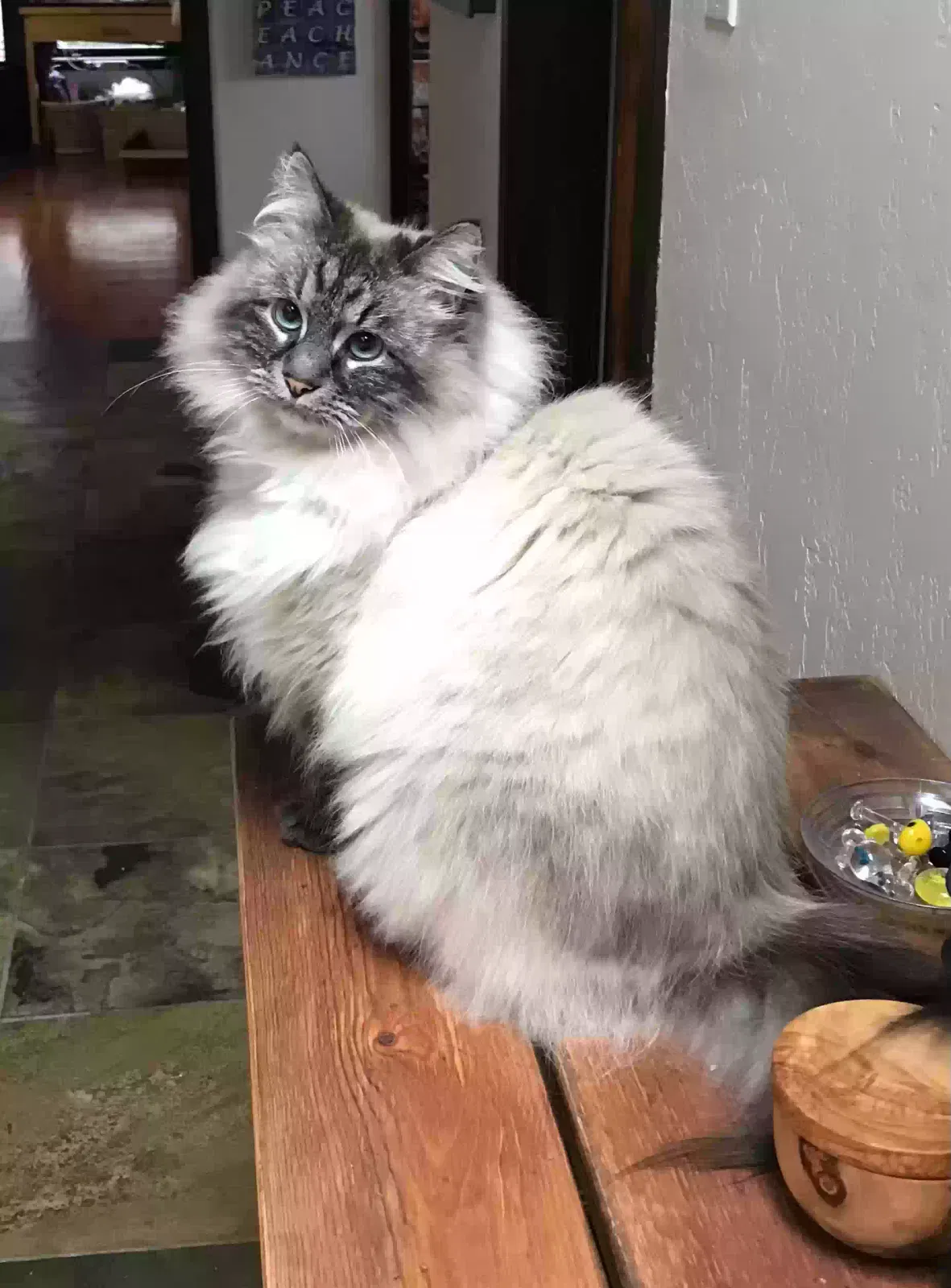 Lost cat in Orinda, CA, 94563