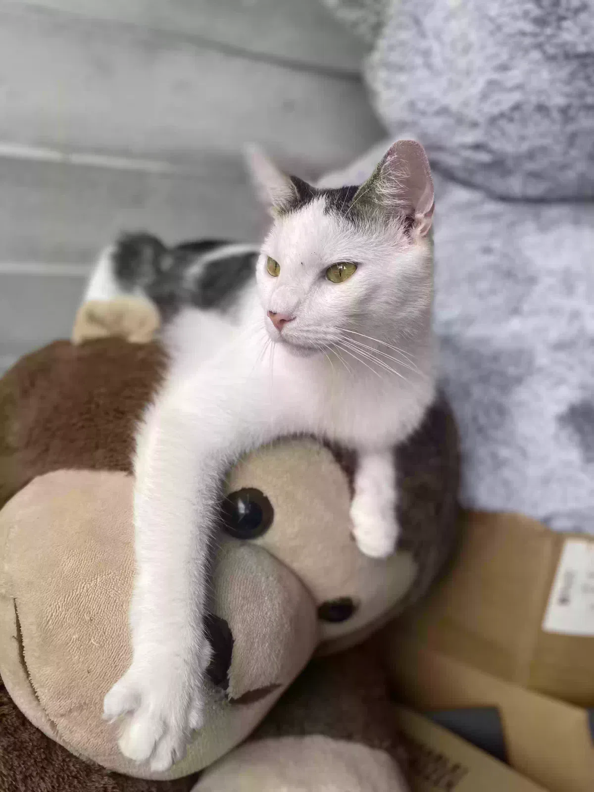 Lost cat in Pittsburgh, PA, 15210
