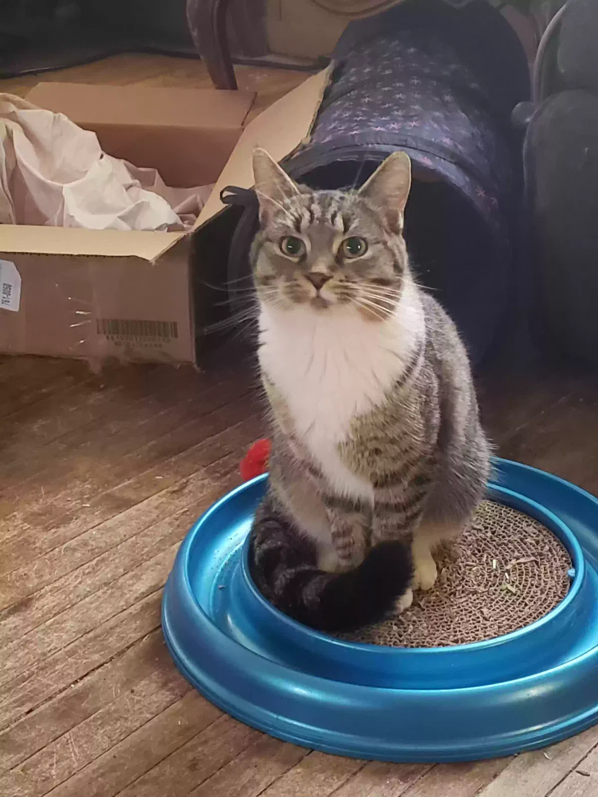 Lost cat in Minneapolis, MN, 55412